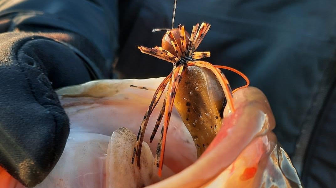 Largemouth bass caught with a Motion Fishing Sardis Craw Finesse Jig