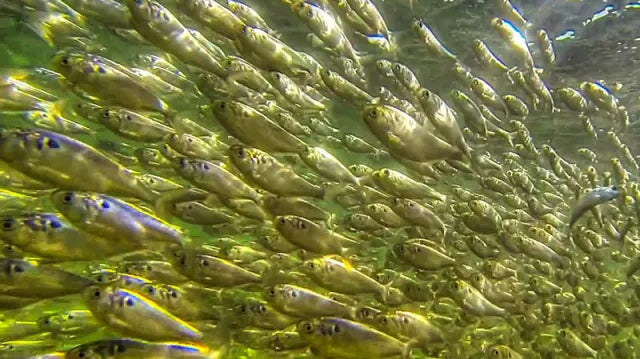 Following the Food Chain: Bass and Shad Migrations