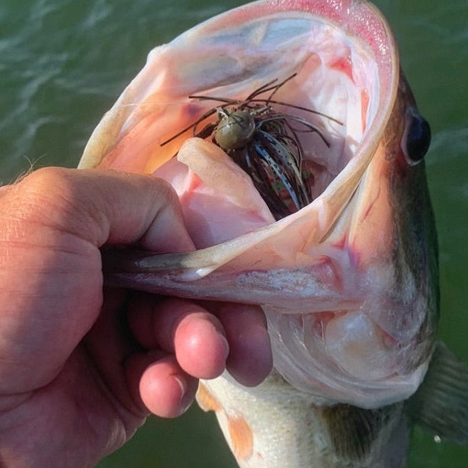 Big Largemouth Bass caught on a Motion Fishing Blue Magic Football Jig that is hooked deep in the mouth being held by an angler after his catch on the reservoir.
