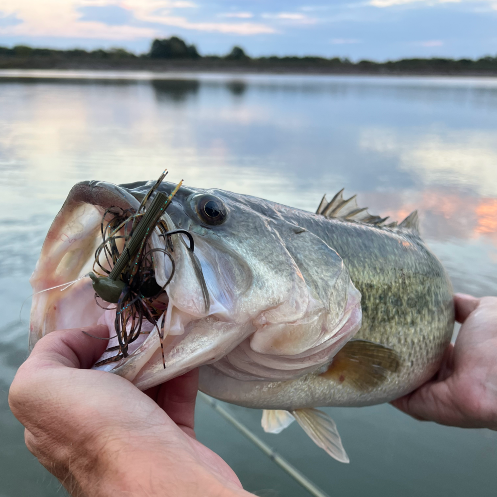 Big Largemouth Bass Caught With a Motion Fishing Flipping Jig