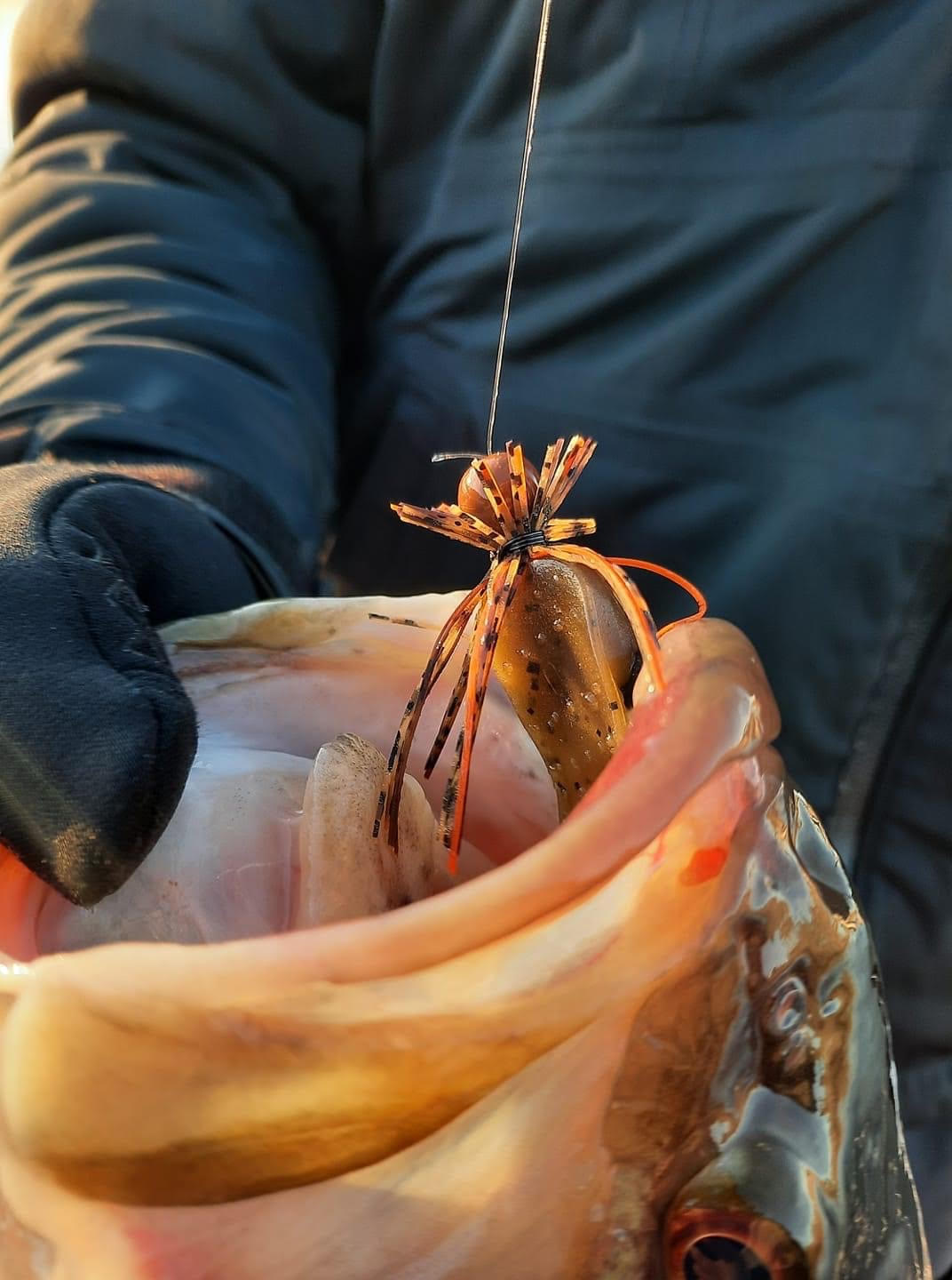 Largemouth bass caught with a Motion Fishing Sardis Craw Finesse Jig