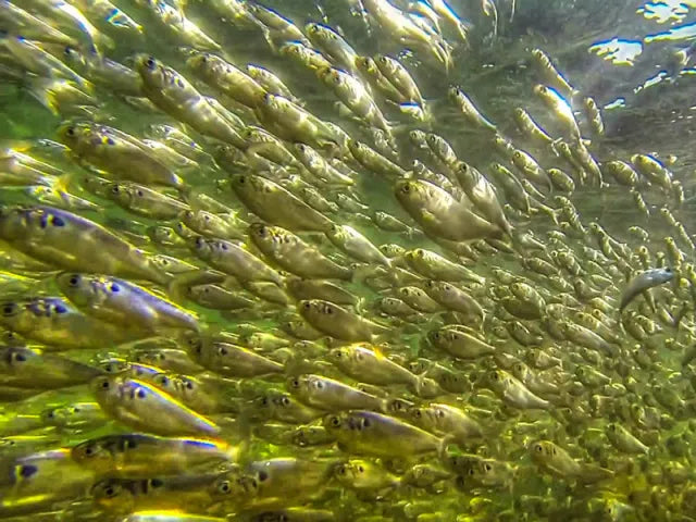 Following the Food Chain: Bass and Shad Migrations
