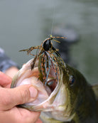 Gill Candy Tungsten Tank Fishing lure inside a fish's mouth with water in the background