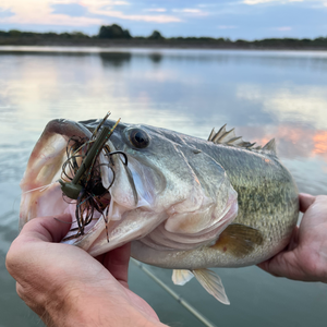 Big Largemouth Bass Caught With a Motion Fishing Flipping Jig