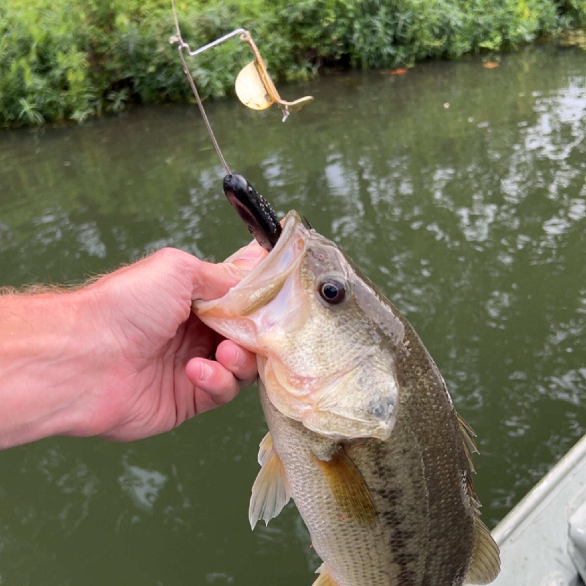 Largemouth Bass caught on a Motion Fishing Soundchek Buzzbait