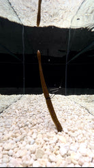 Motion Fishing Standby Worm rigged underwater, standing tail up off the bottom