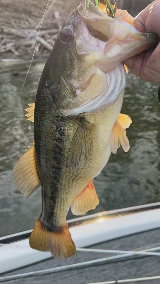 Video of big Largemouth bass caught on the Motion Fishing Tungsten Tank Jig
