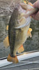 Video of big Largemouth bass caught on the Motion Fishing Tungsten Tank Jig